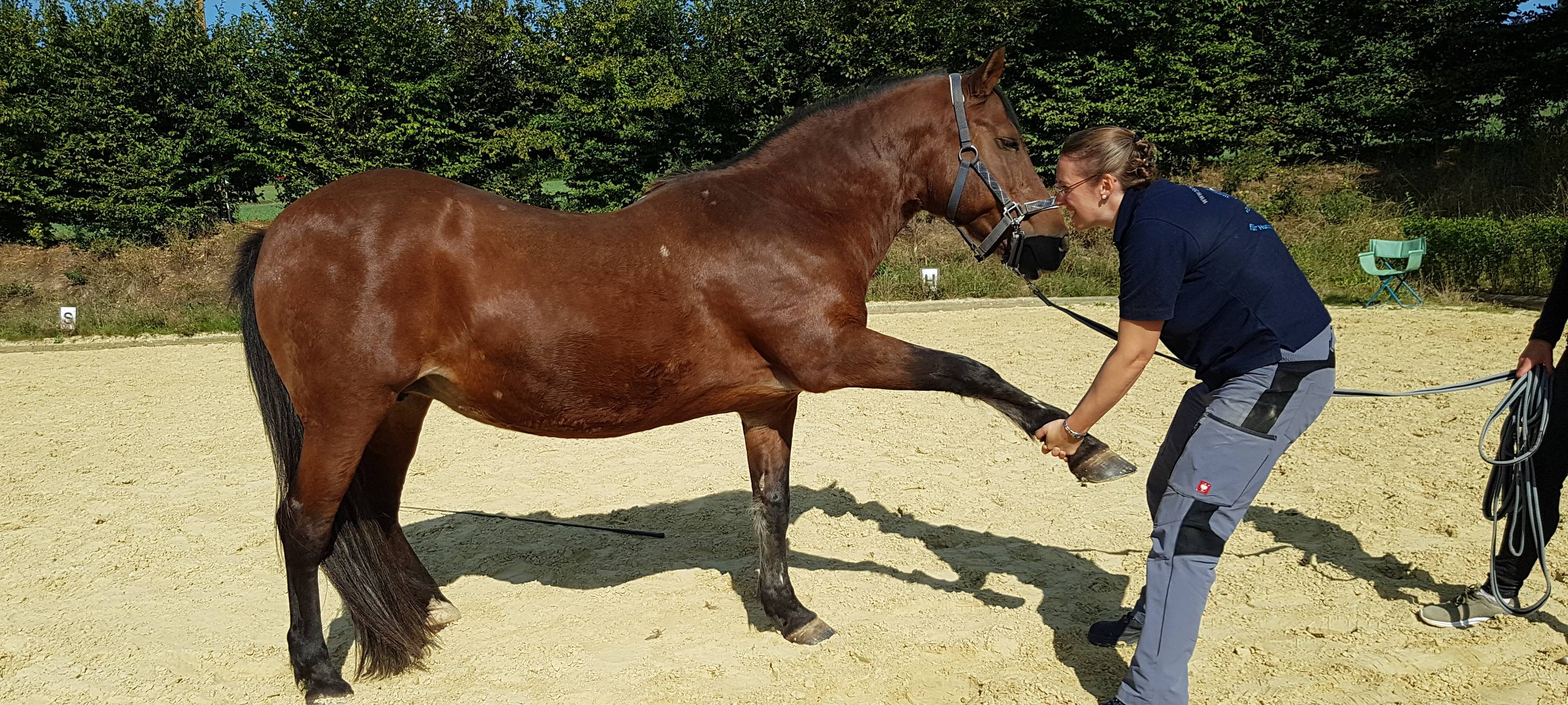 Tierphysiotherapeutin Iris Braun therapiert ein Pferd
