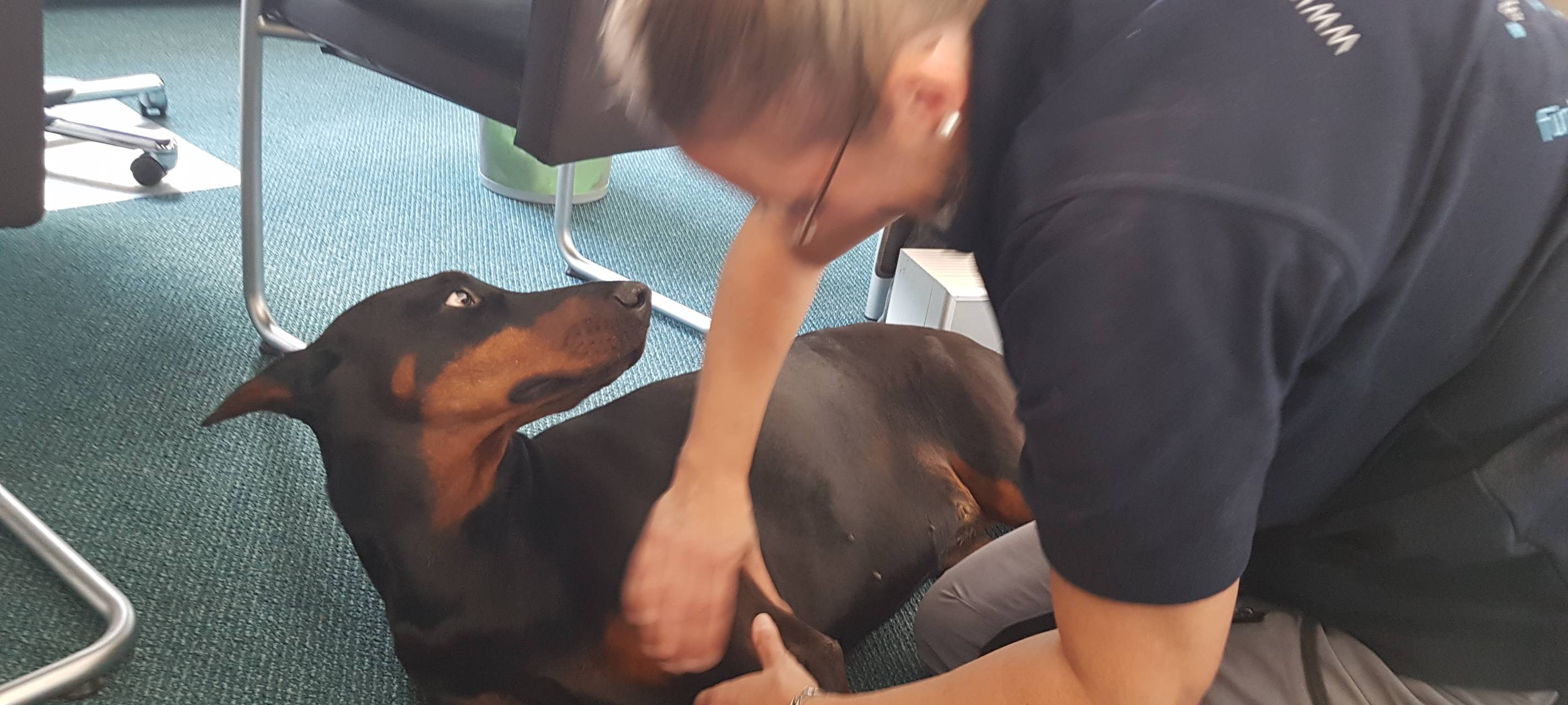 Tierphysiotherapeutin Iris Braun therapiert ein Pferd