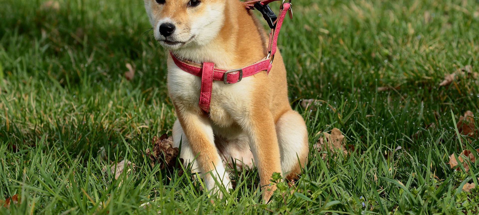 Dortmund: Klare Regeln für Hundeanleinpflicht in Naturschutzgebieten