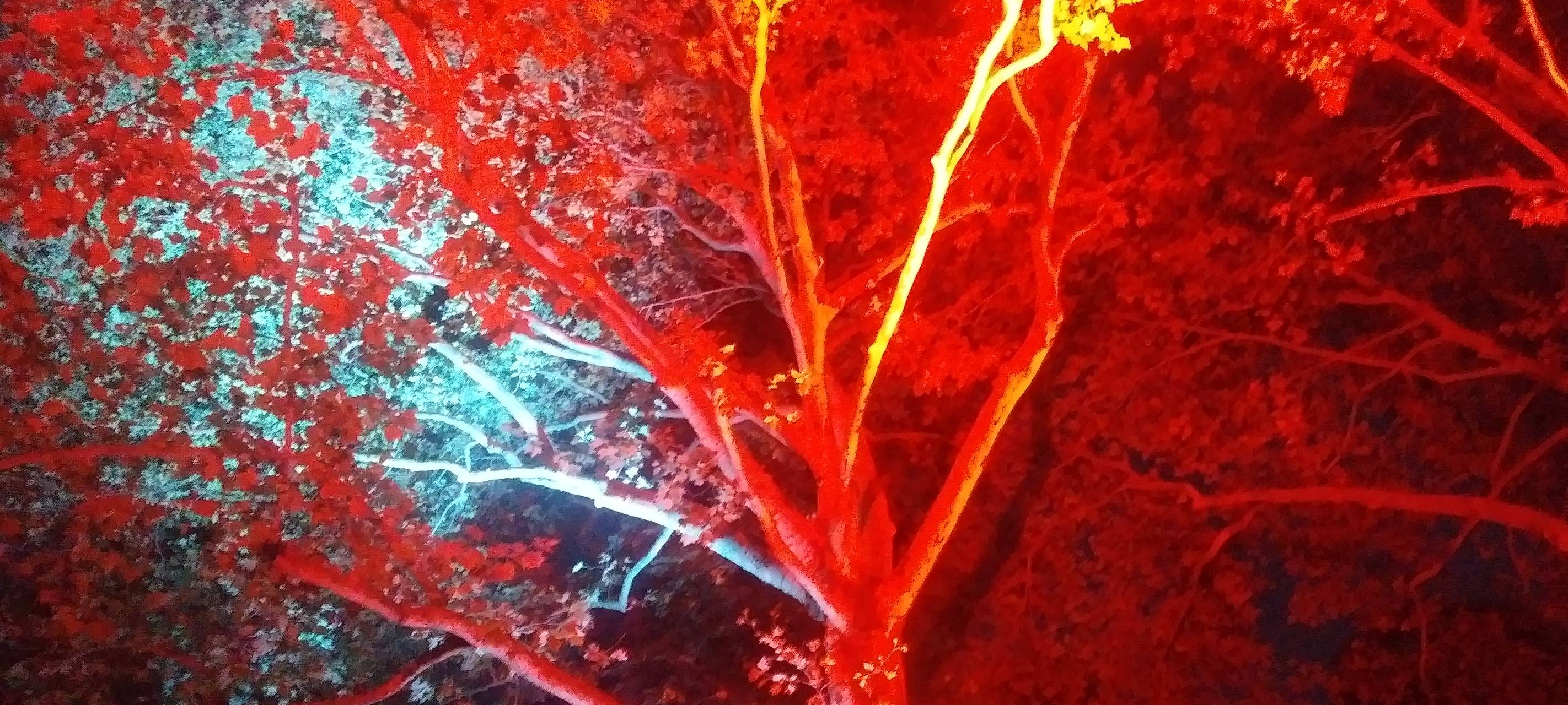 Gut besuchtes Lichterfest im Fredenbaumpark