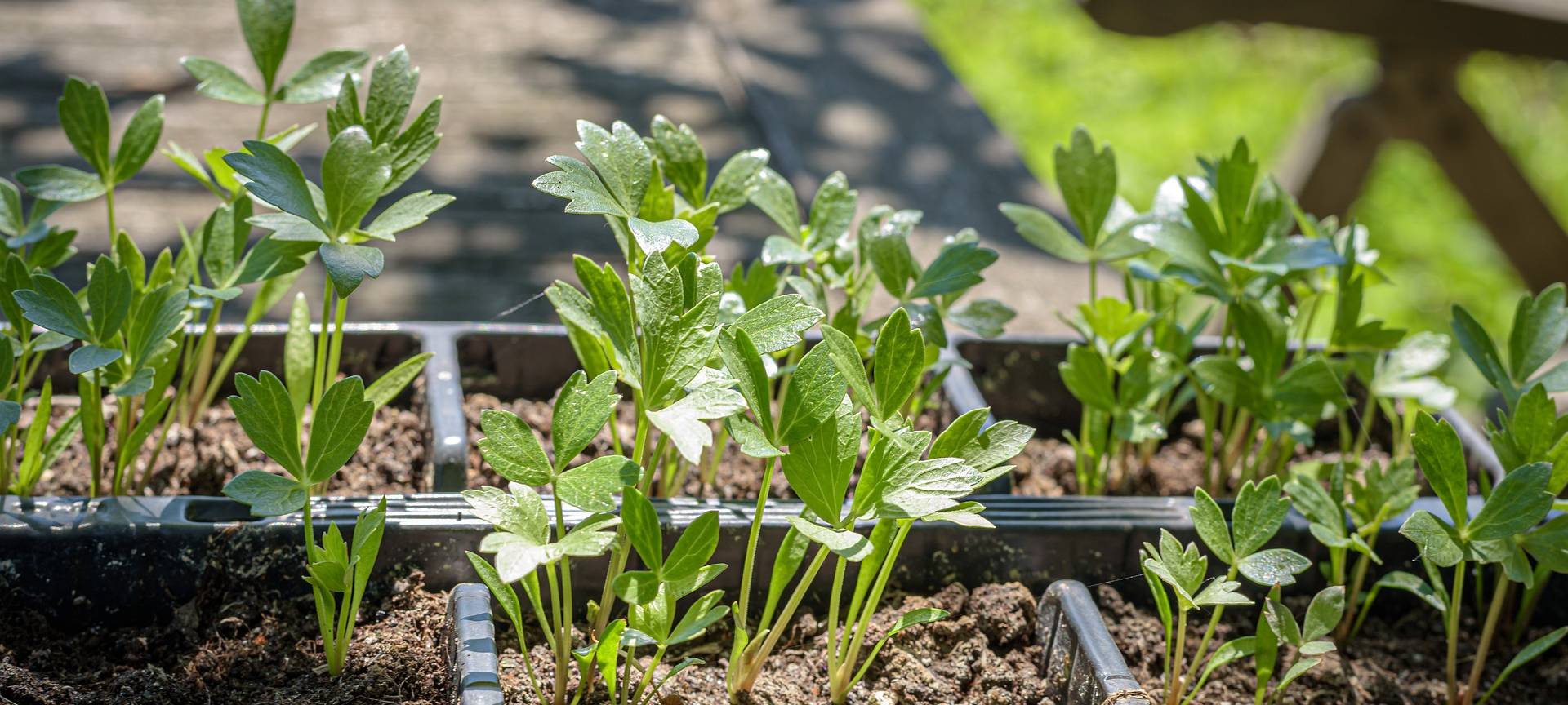 Wilde Kräuter geben gute Würze