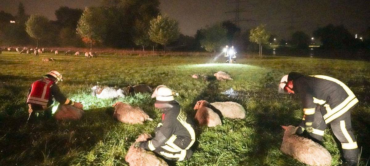 Über 300 Schafe drohten zu ertrinken