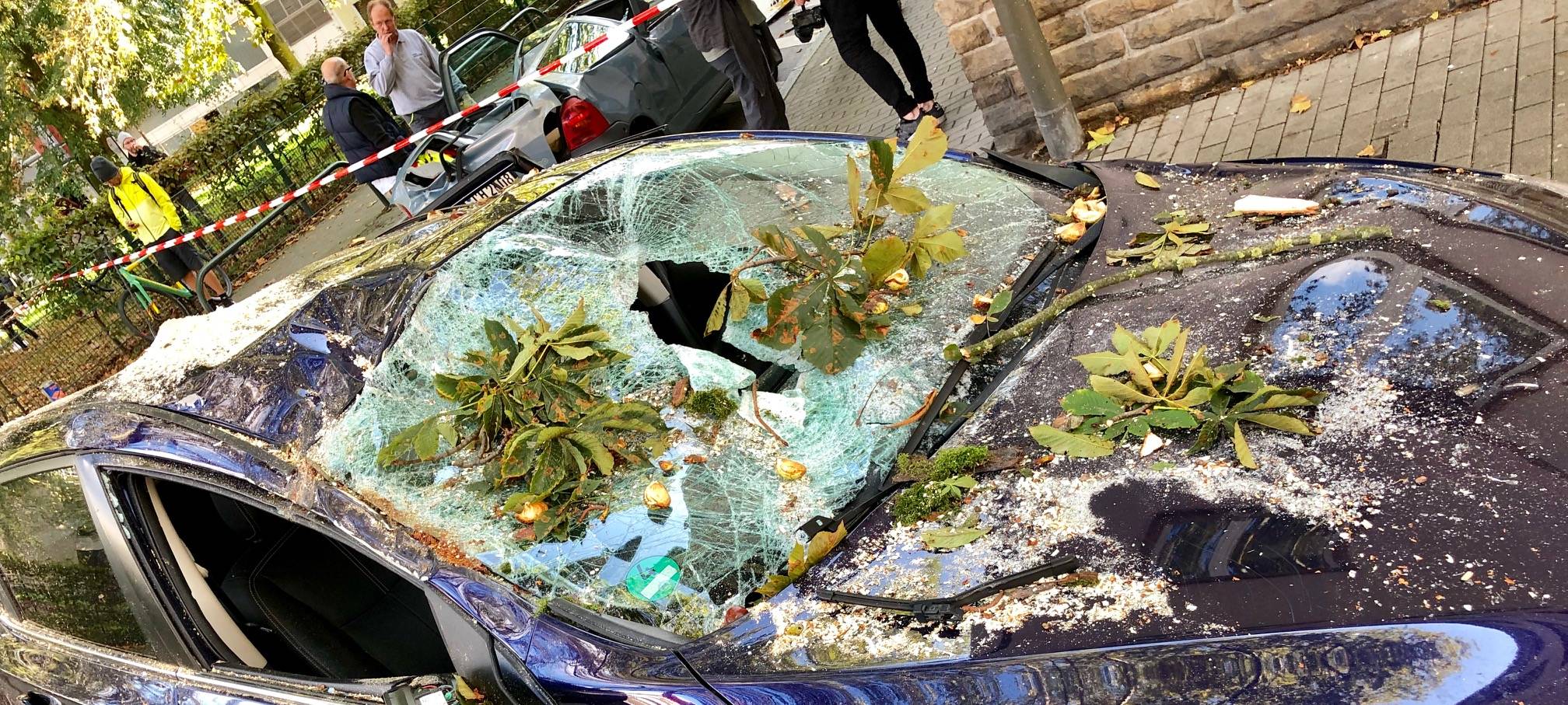 Baum begräbt mehrere Autos unter sich