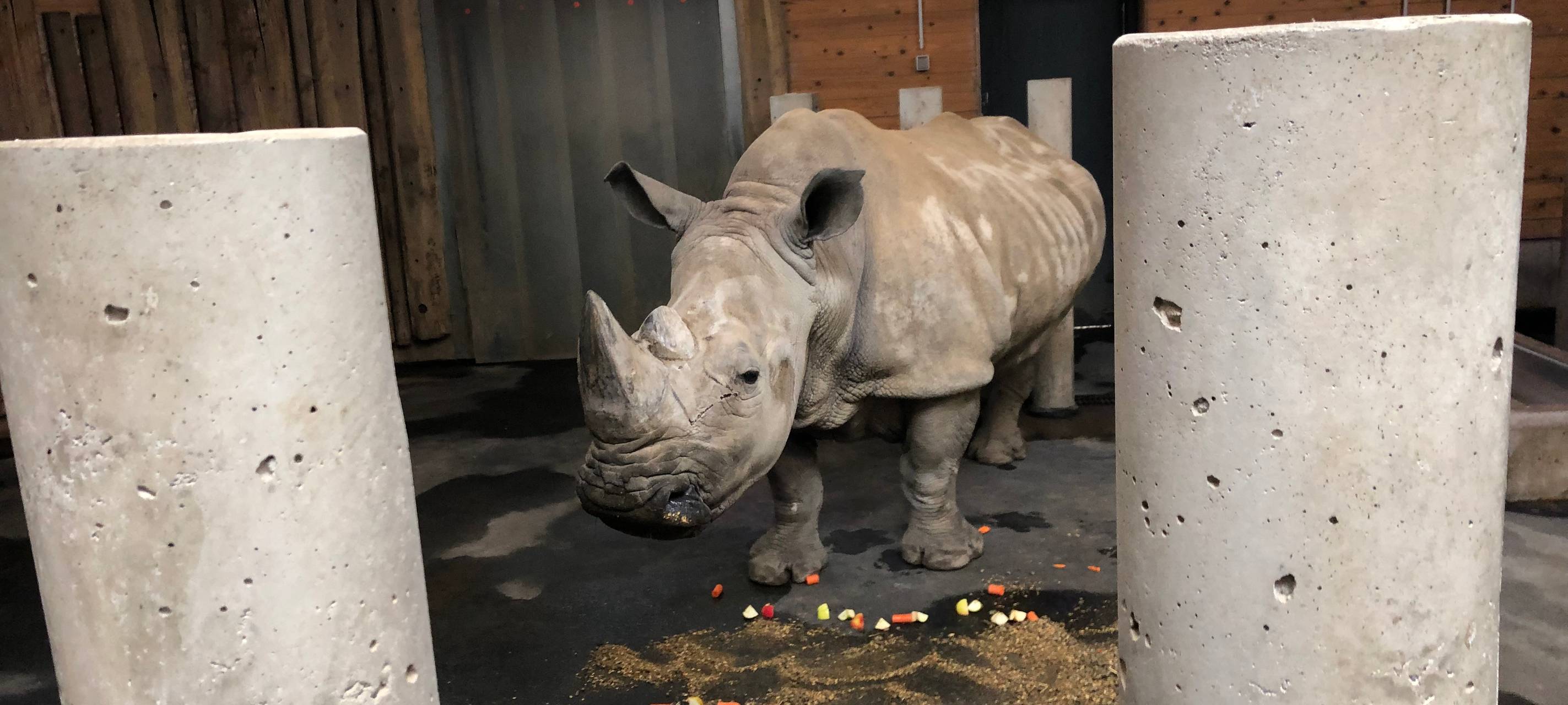 Nashorndame Natala feiert 50. Geburtstag im Dortmunder Zoo.