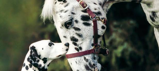 70.000 Menschen bei "Hund und Pferd"