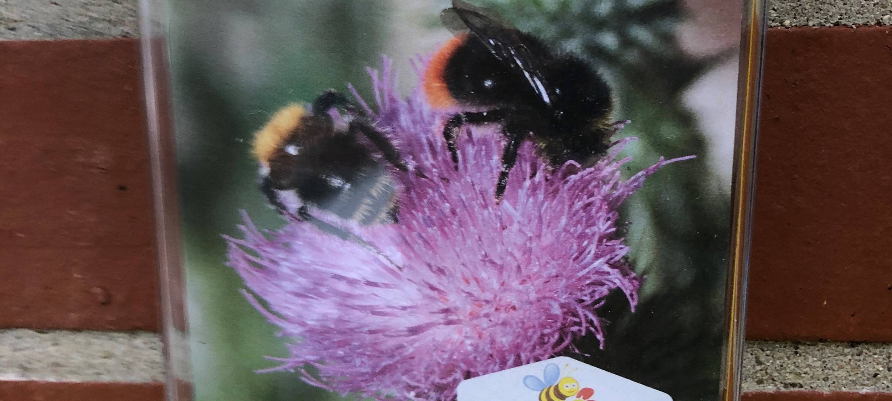 Bienenfutterautomat: Dortmund soll aufblühen