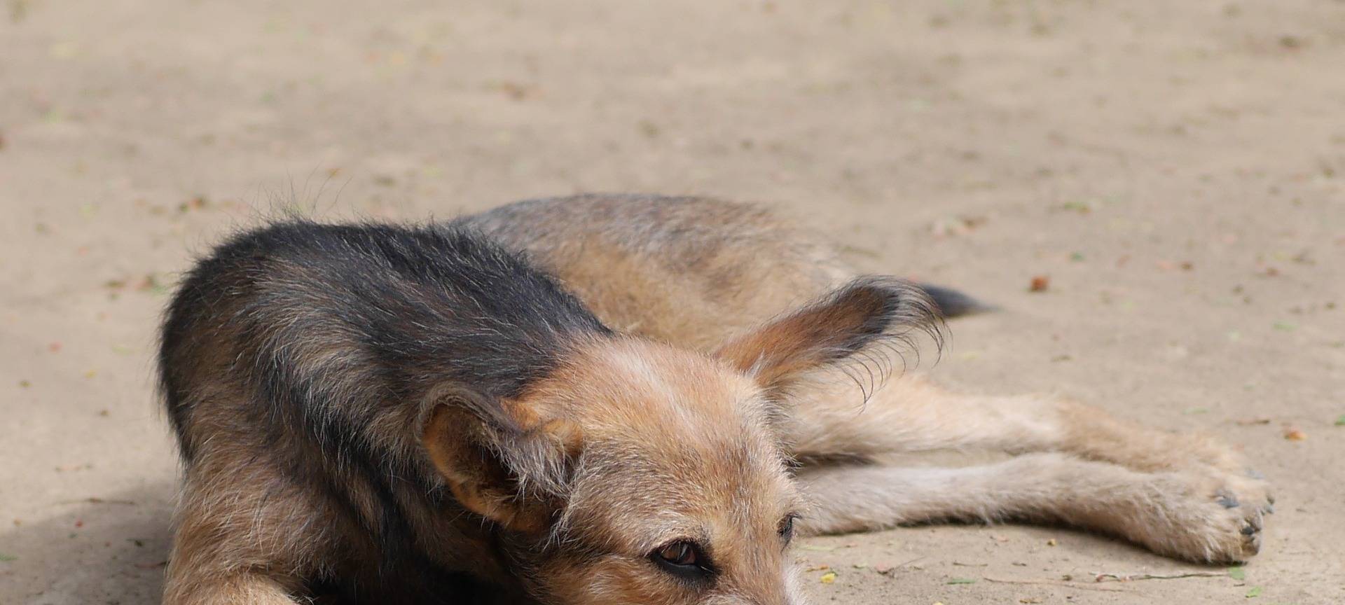Hund liegt auf der Straße (Symbolbild)