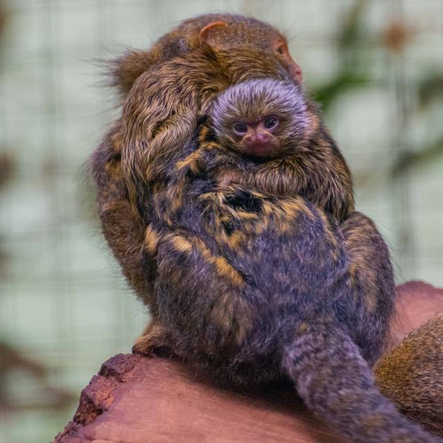 Geanderte Offnungszeiten Im Zoo Dortmund Radio 91 2