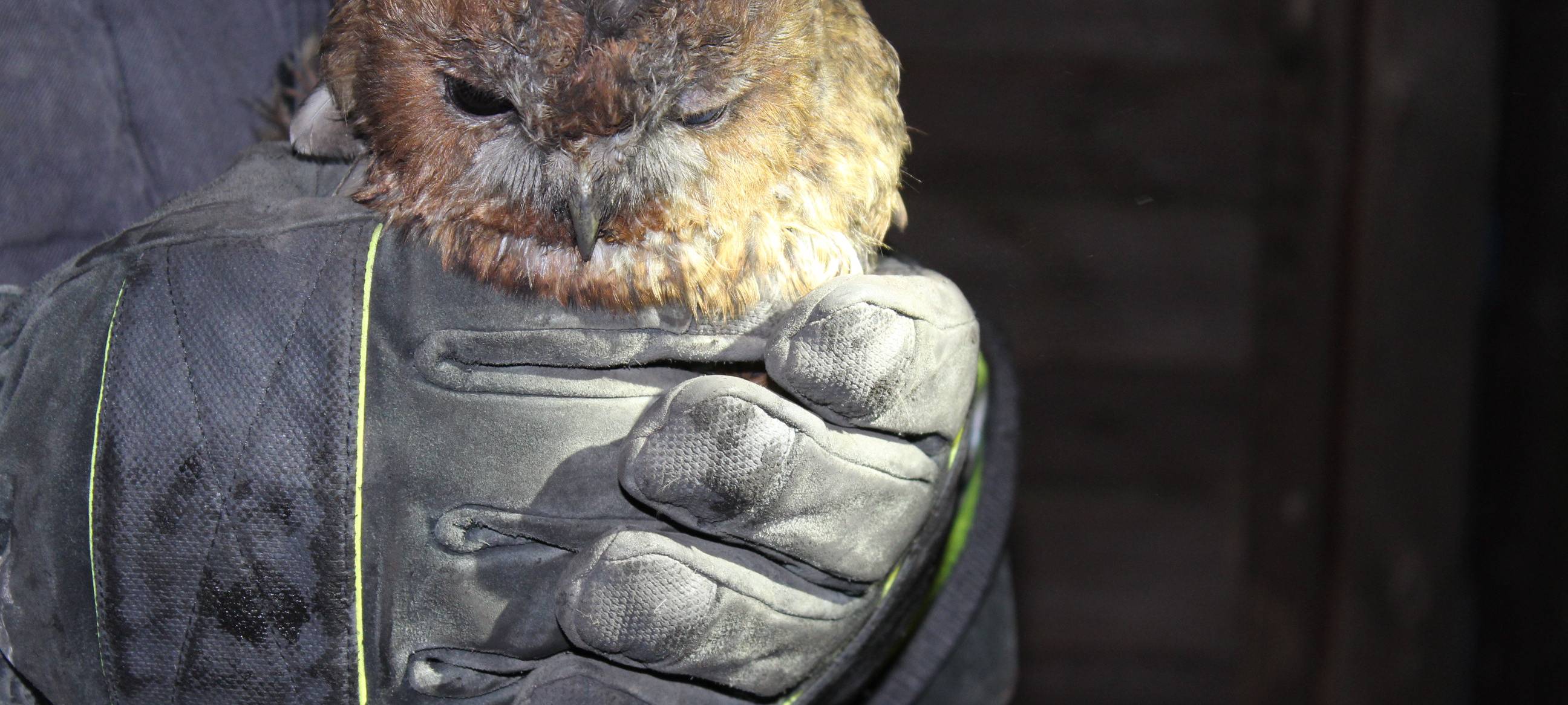 Feuerwehr rettet Eule