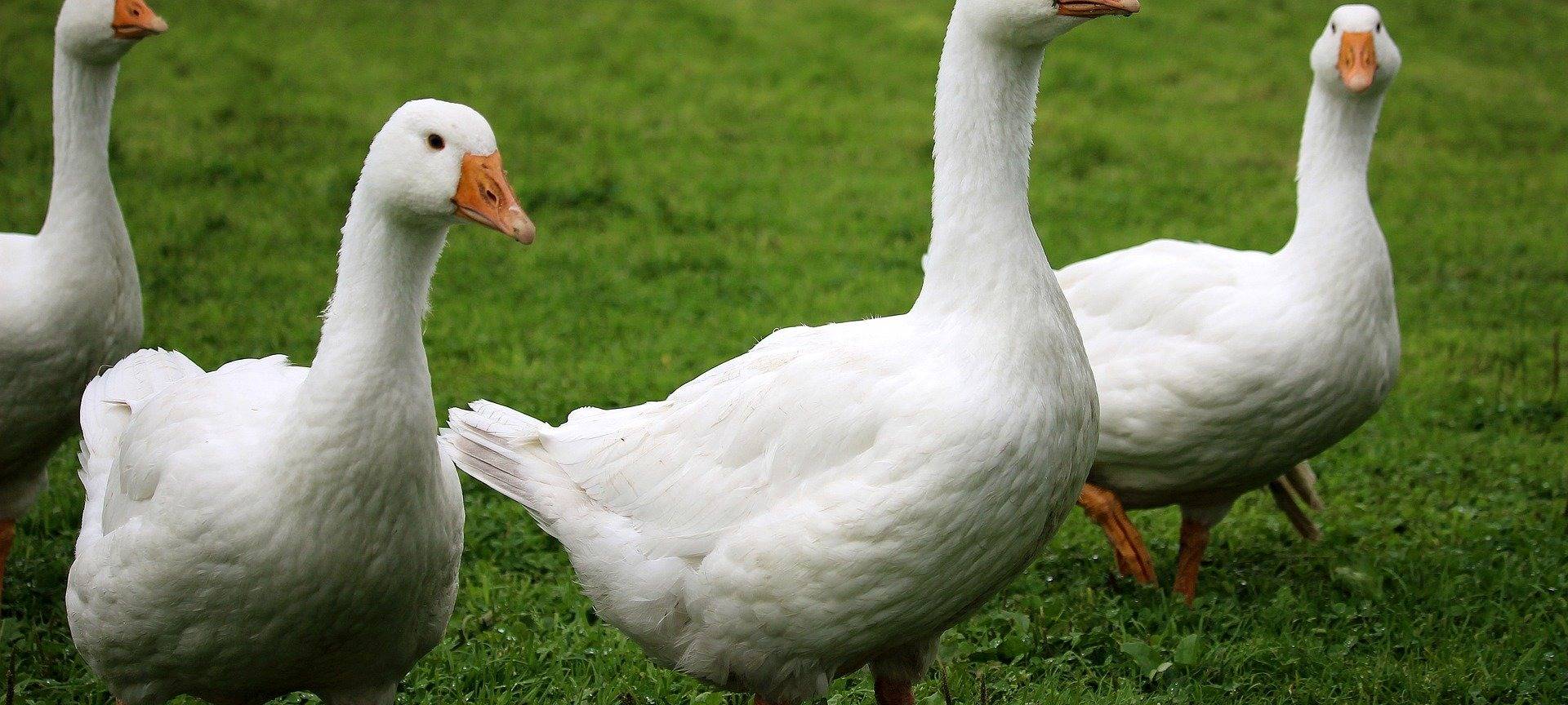 So leben die Weihnachtsgänse auf Hof Sprave