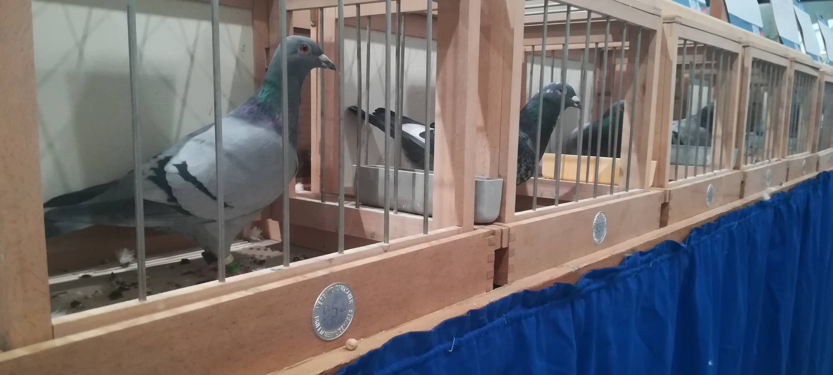 Brieftauben bei der Brieftaubenausstellung in Dortmund 2020.