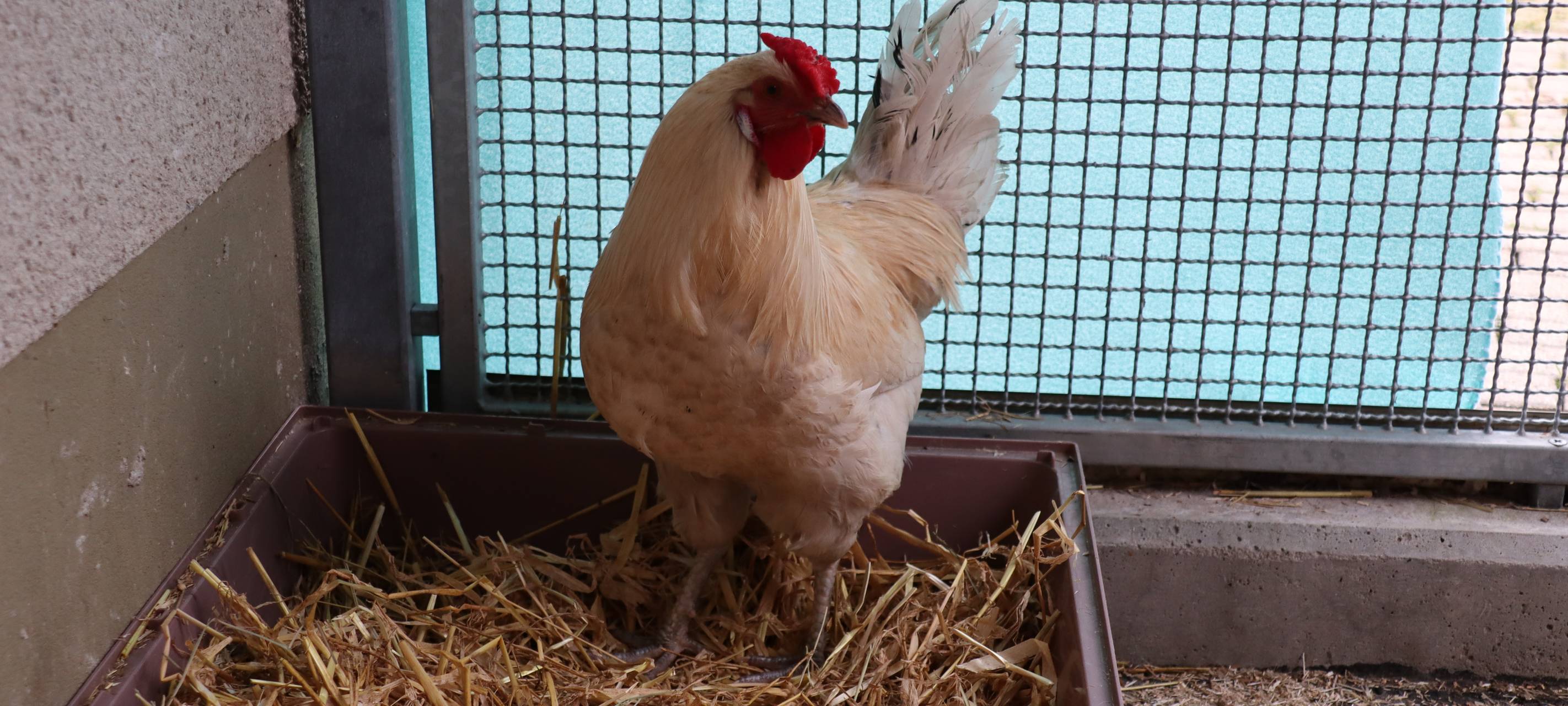 Hahn verursacht Verkehrschaos: Besitzer gesucht