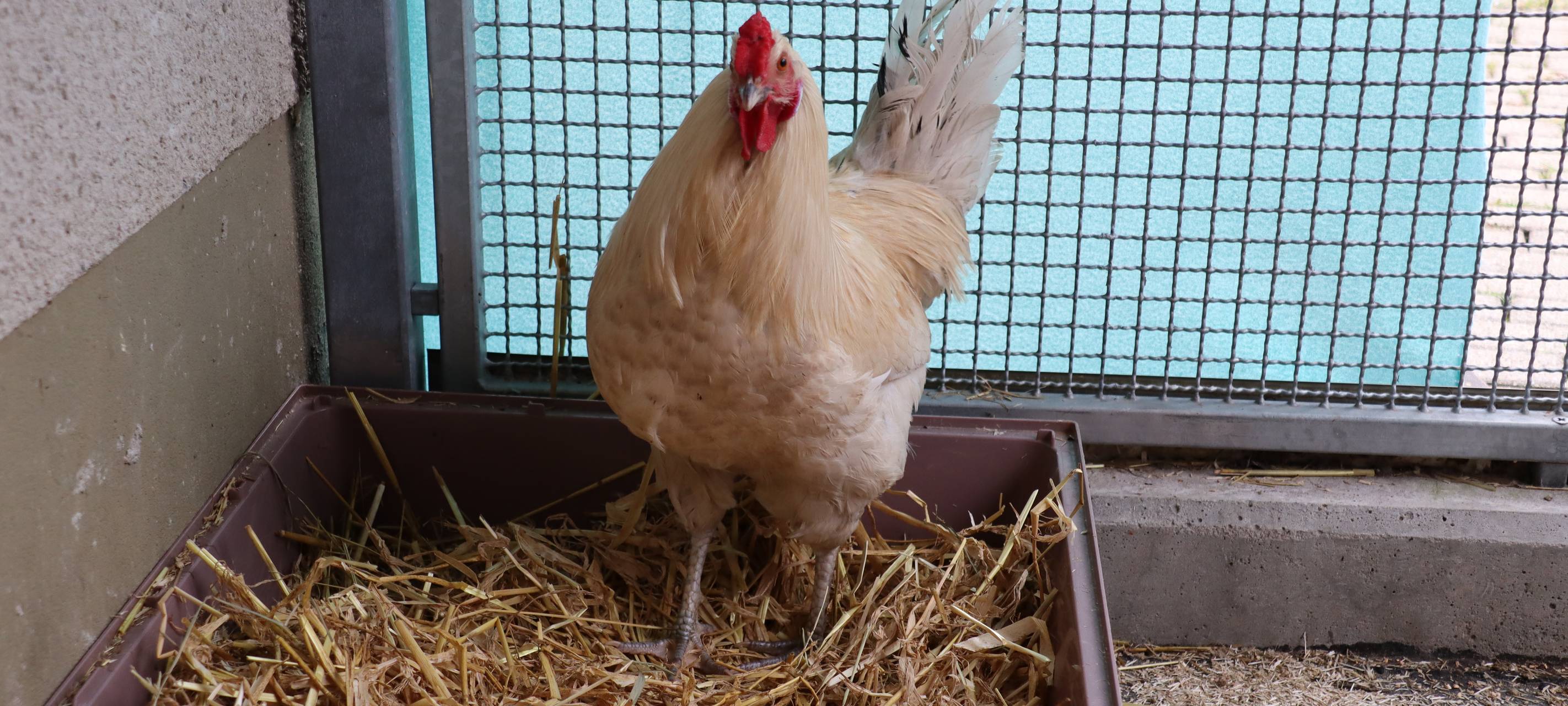Ein Huhn, das für Verkehrschaos sorgte