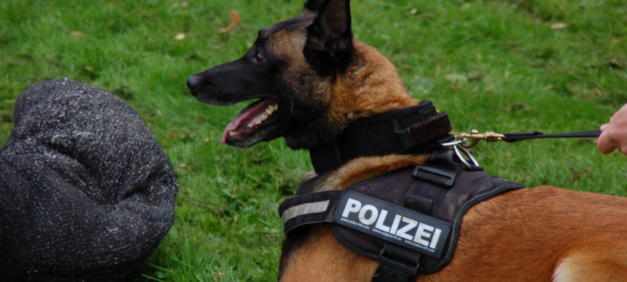 Polizeihündin stellt Randalierer in Kirchlinde