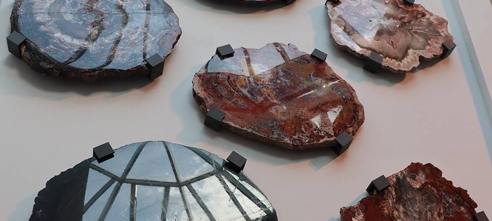 Naturmuseum öffnet im Sommer