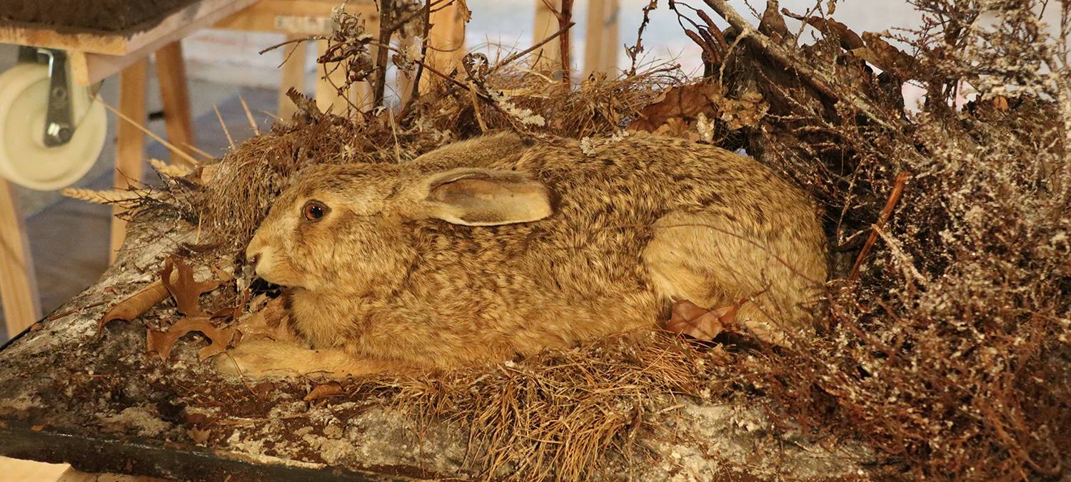 Naturmuseum öffnet im Sommer