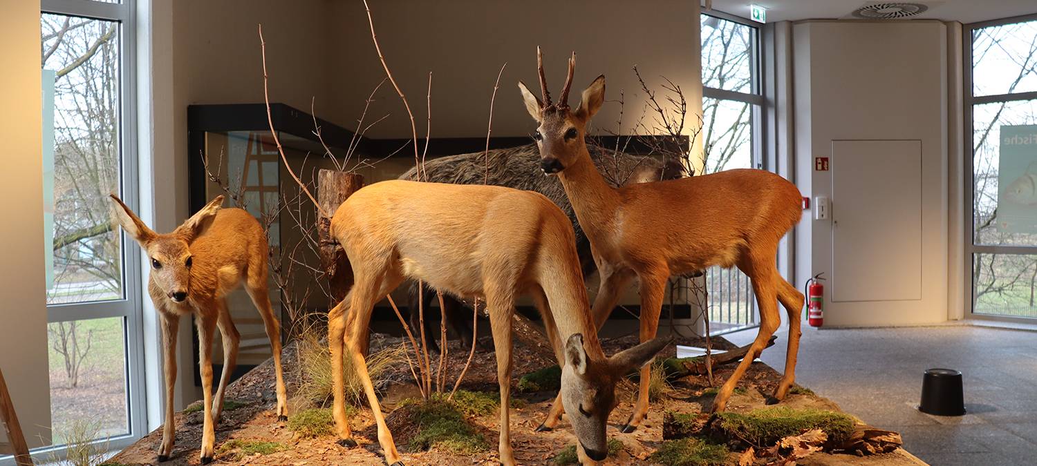 Naturmuseum öffnet im Sommer