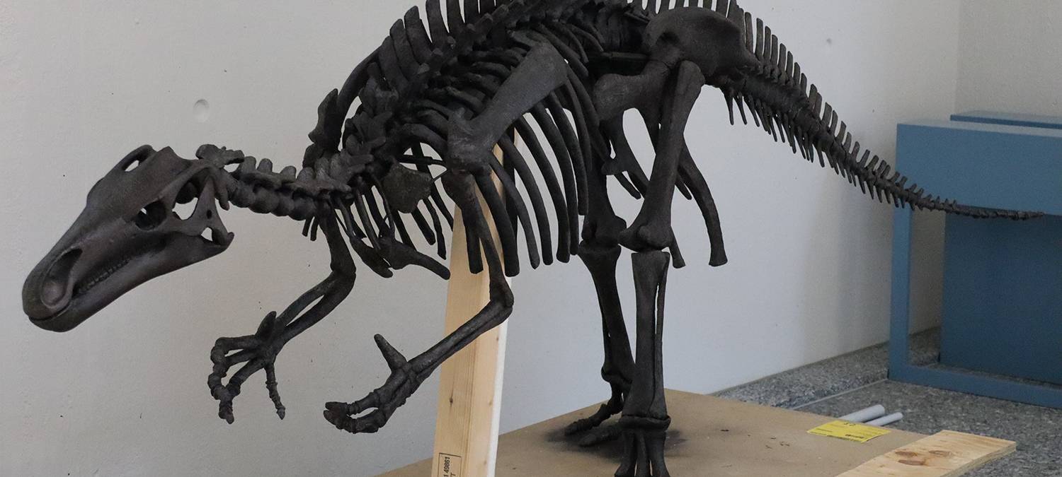 Dinosaurier-Skelett im Naturmuseum Dortmund