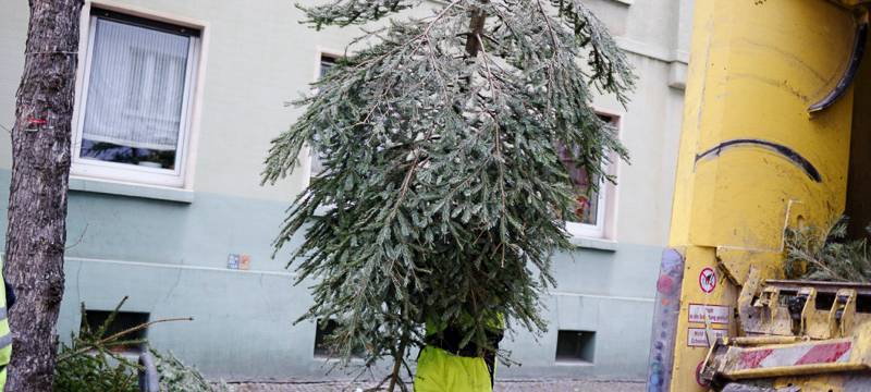 Dortmund: EDG sammelt Weihnachtsbäume am 9. Januar ein