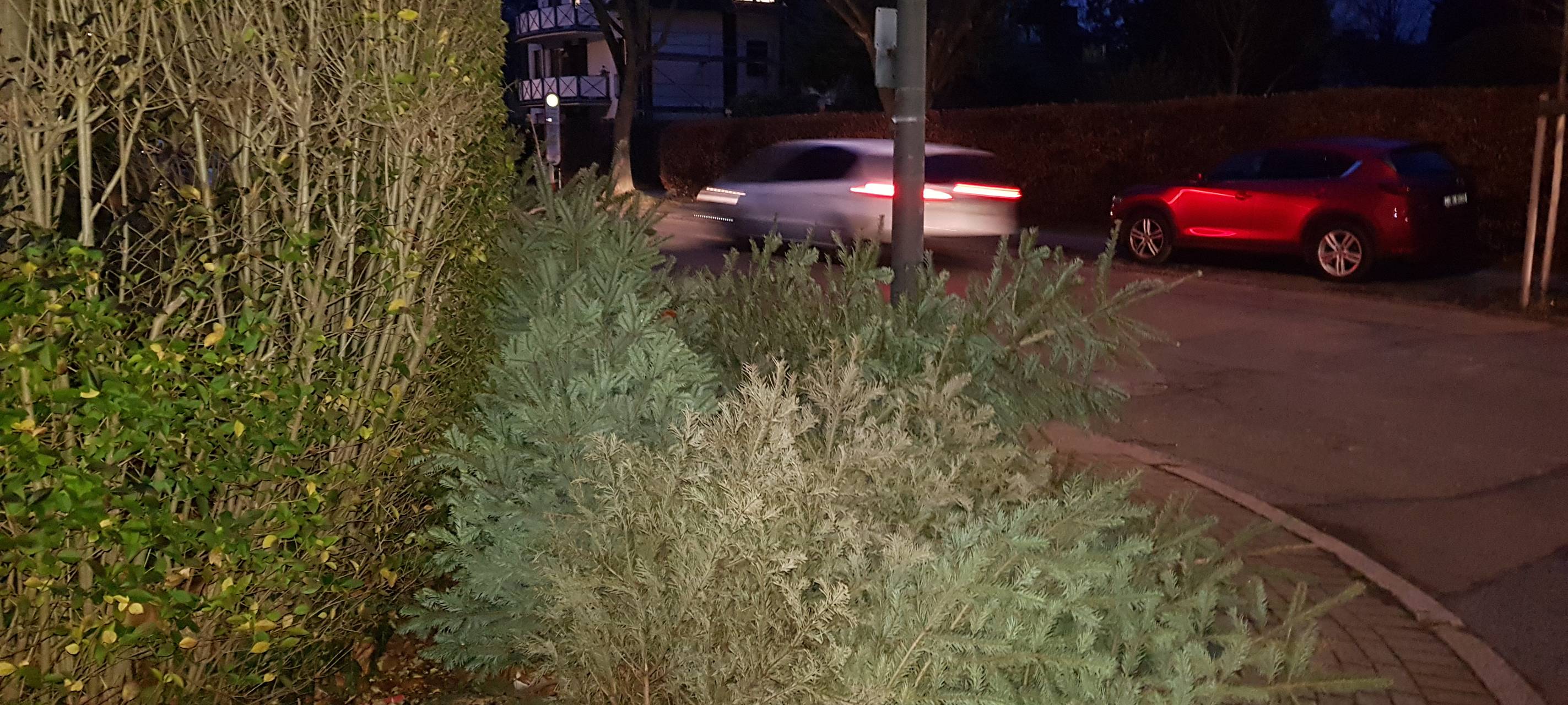 Weihnachtsbäume in Dortmund liegen geblieben