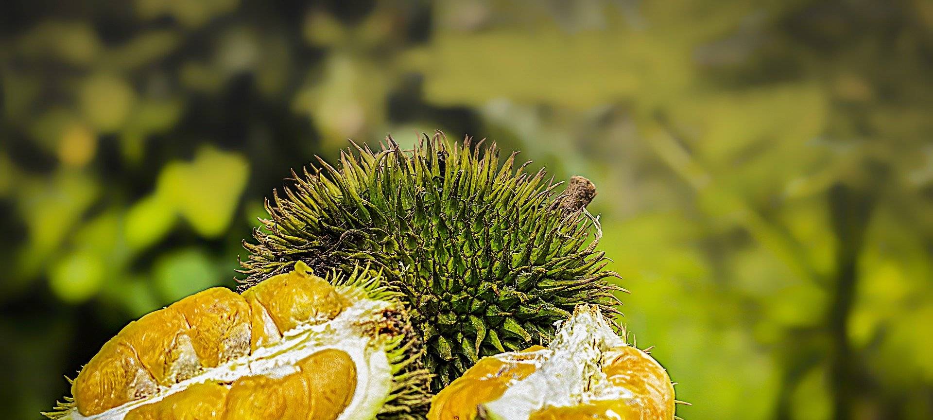 Durian (Kotzfrucht) / Symbolbild