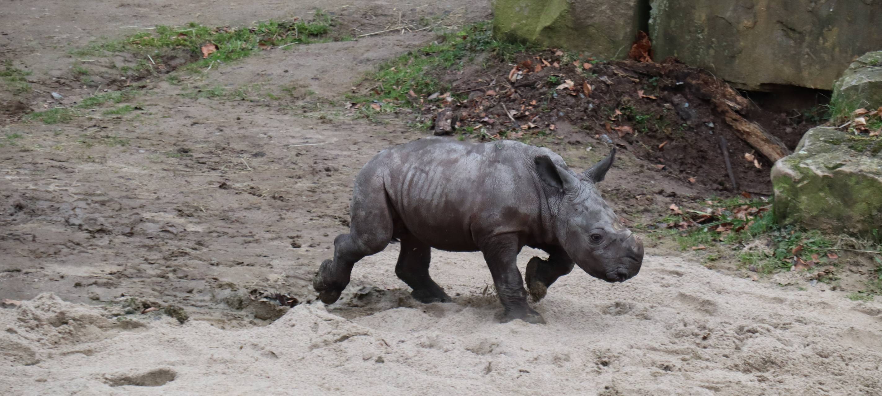 Babynashorn Willi im Zoo Dortmund.
