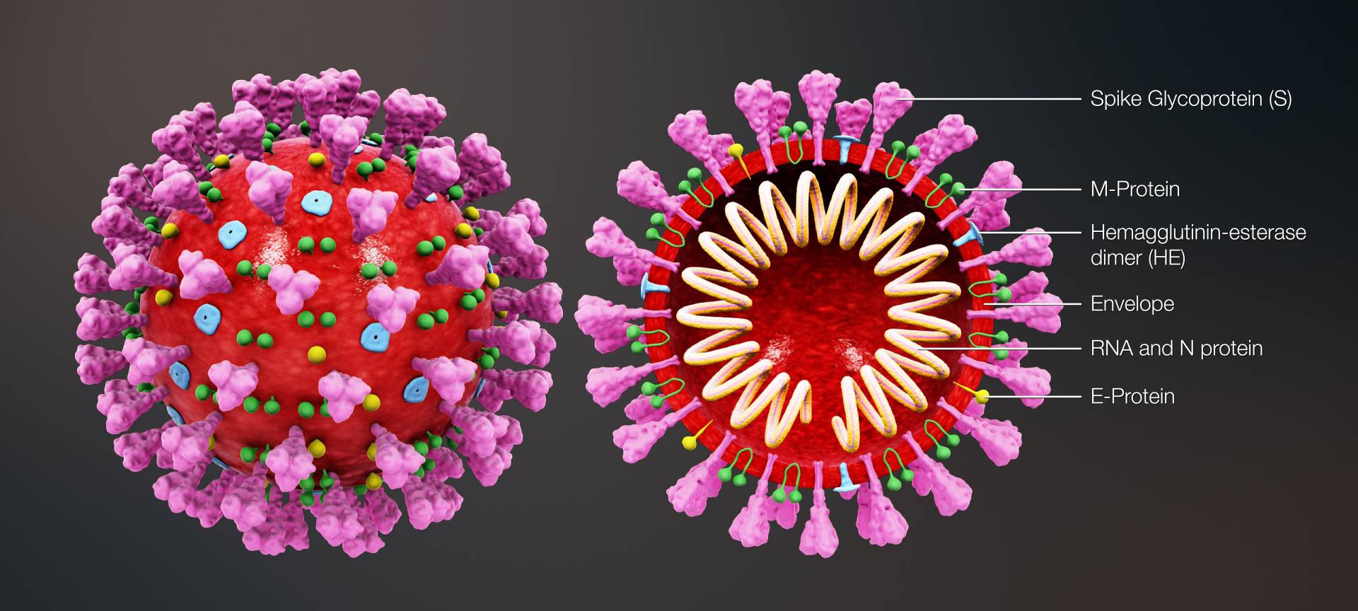 Coronavirus