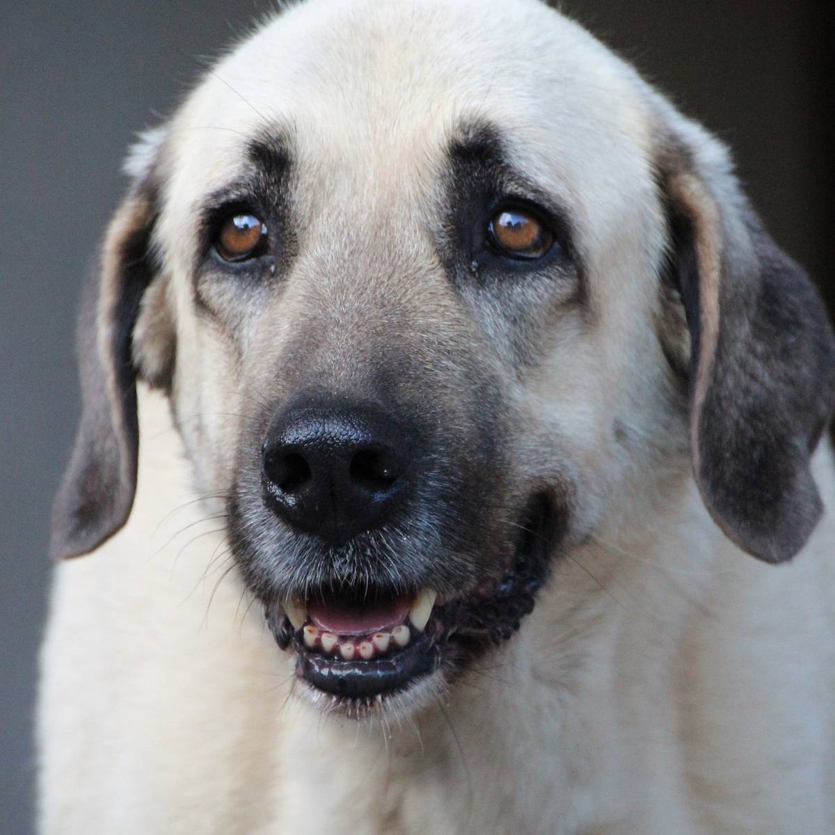 Polizei fängt bissige Hunde in Scharnhorst ein Radio 91.2