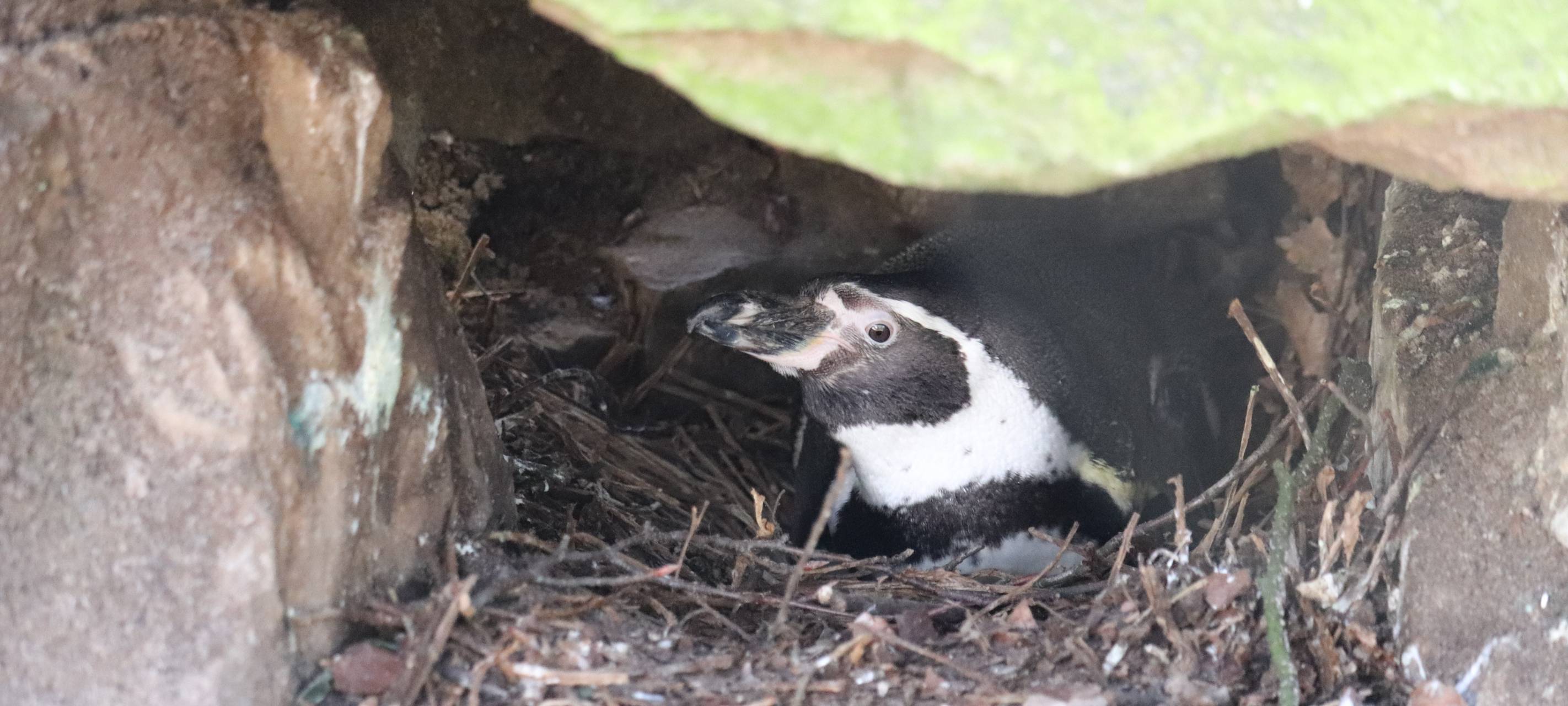 Pinguinnachwuchs im Zoo Dortmund