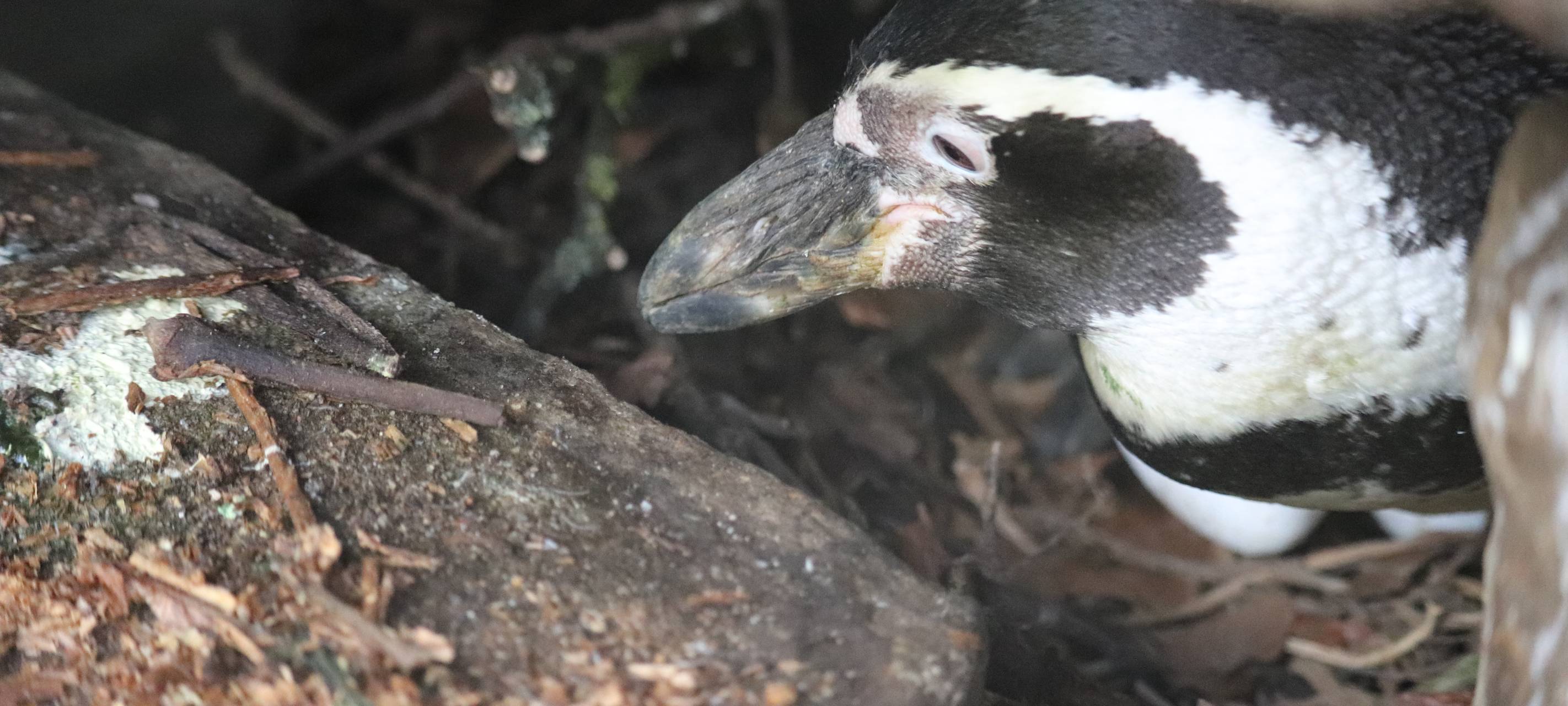Pinguinnachwuchs im Zoo Dortmund