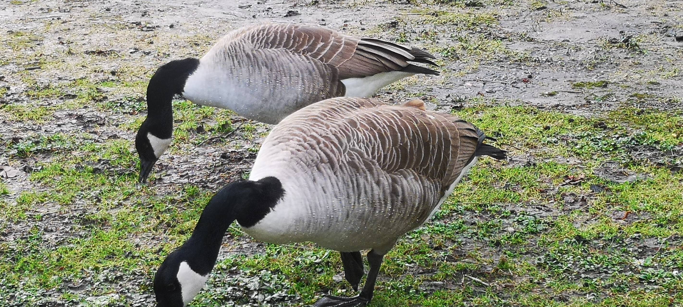 Menschen & Gänse haben Festwiese im Fredenbaumpark zerstört