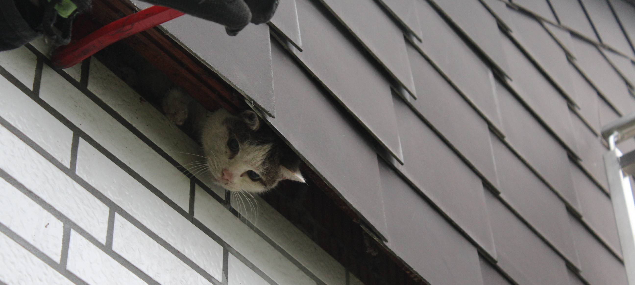 Dortmunder Feuerwehr rettet Katze