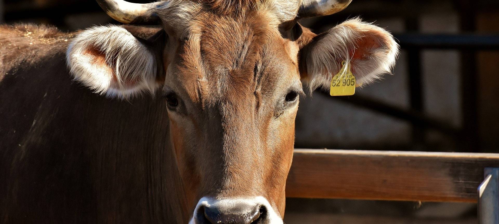 Dortmunder Polizei jagt Rind in Aplerbeck