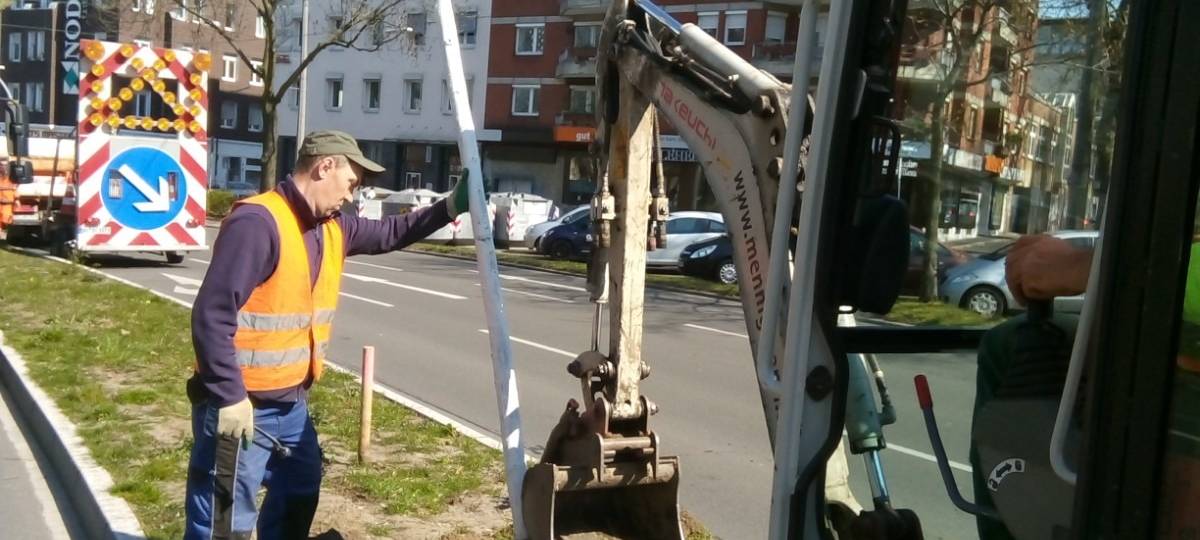 Grünflächenamt pflanzt neue Bäume am Ostwall.