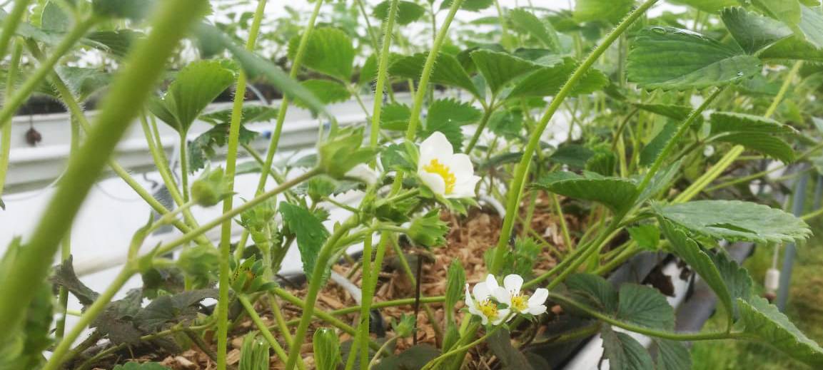 Erdbeeren vom Hof Mertins.