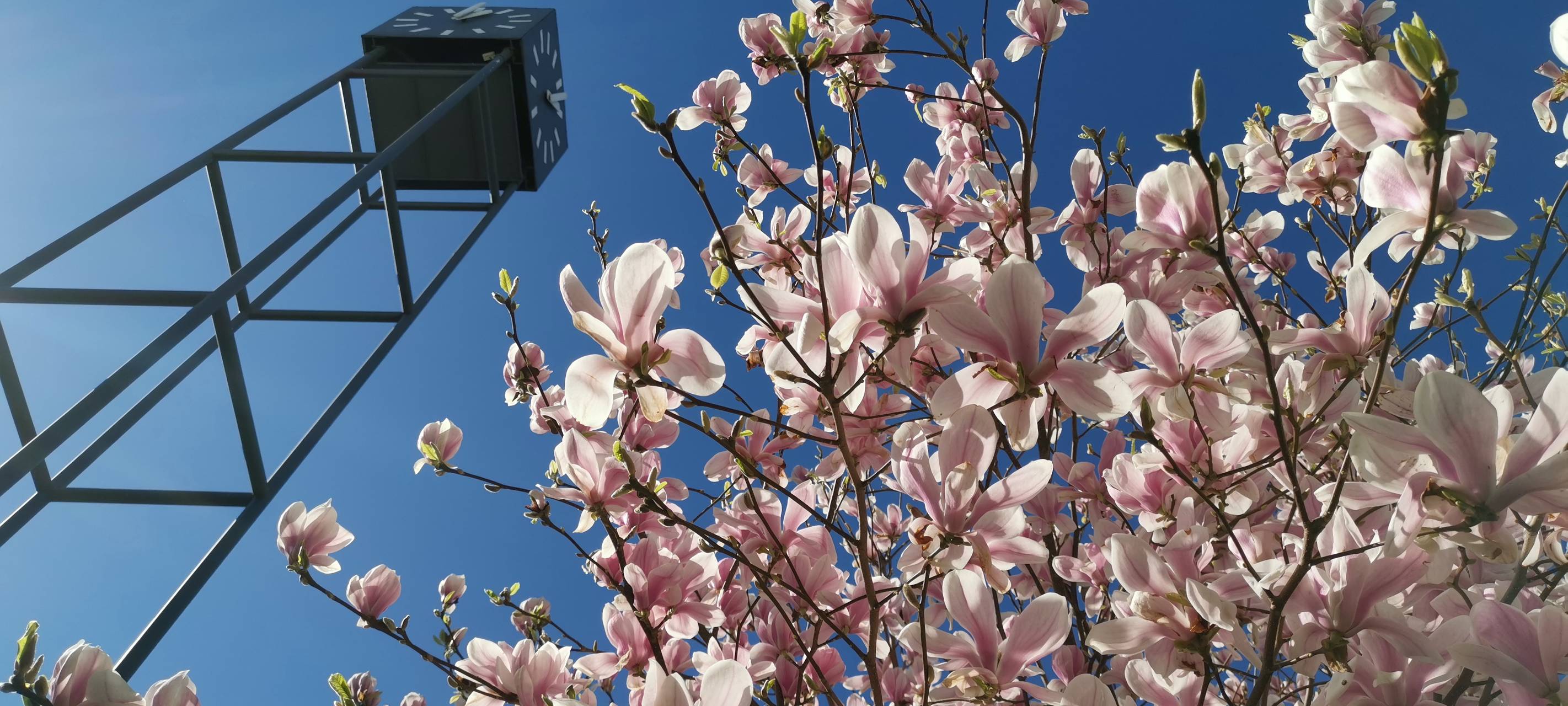 Kirschbaum in der Speicherstraße, Dortmund.