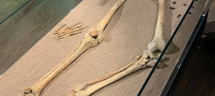 Das Skelett im Adlerturm - Ausstellungsstück