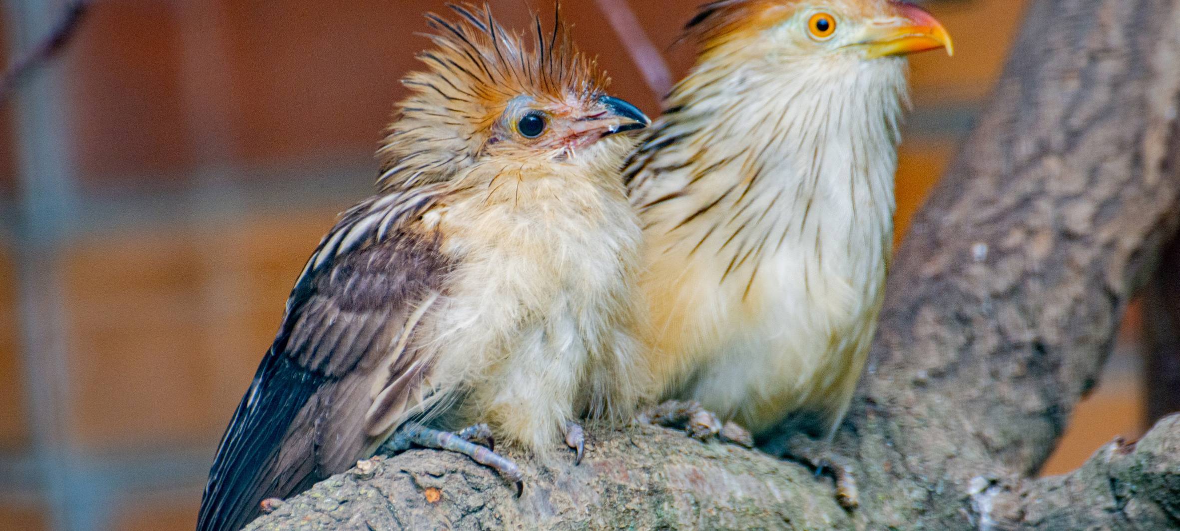 Junger Guirakuckuck neben ausgewachsenem Tier.