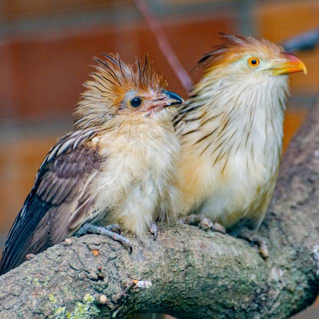 Letzter Andenbar Im Dortmunder Zoo Gestorben Radio 91 2