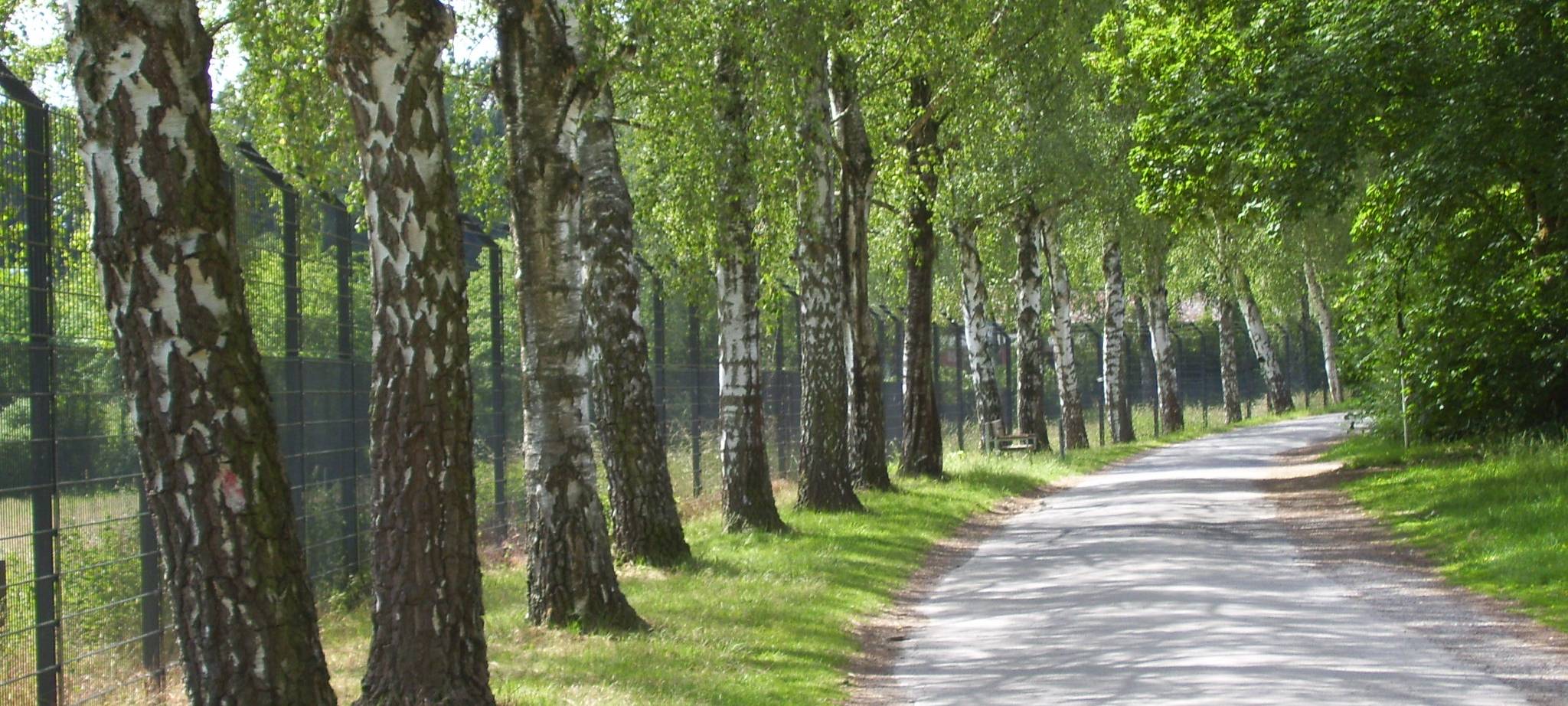 Birkenallee in der Nähe vom Dortmunder Zoo