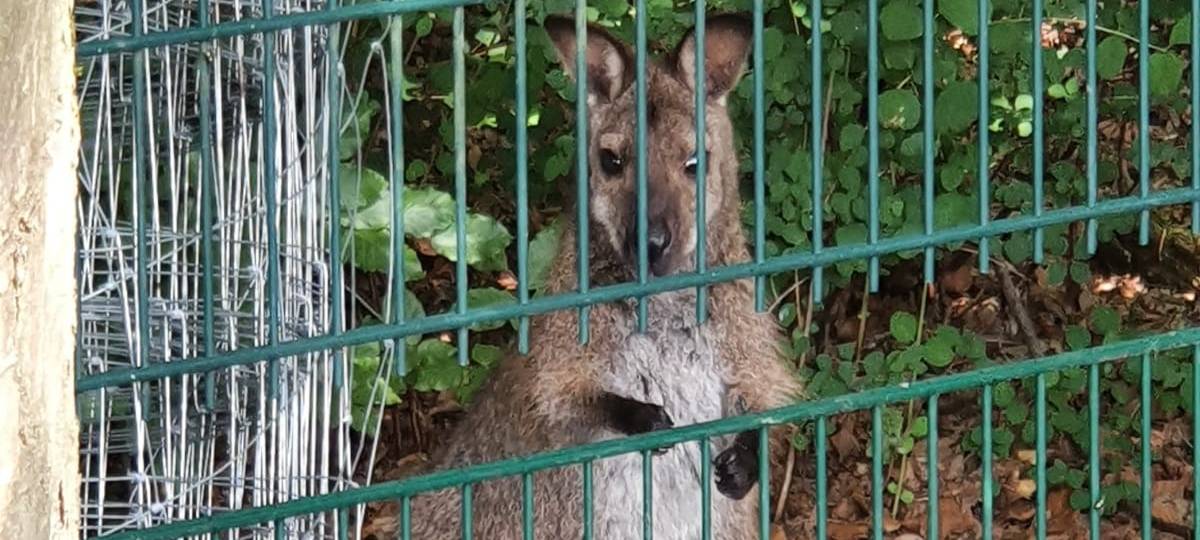 Das fehlende flüchtige Känguru stand am Morgen wieder vorm Gehege in Dortmund Brechten.