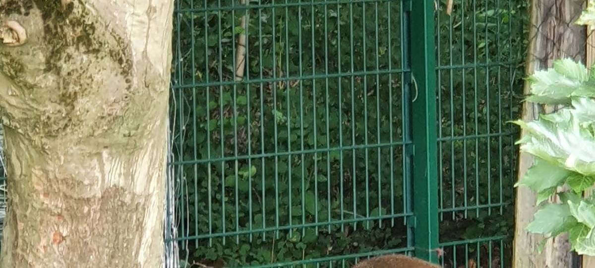 Das flüchtige Känguru wurde schon sehnsüchtig von seinen Freunden erwartet.