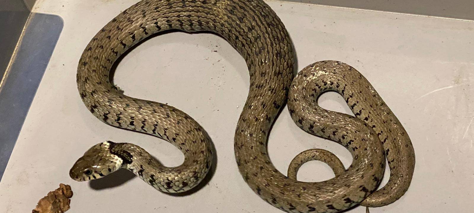 Spaziergänger findet Ringelnatter in Kirchderne.