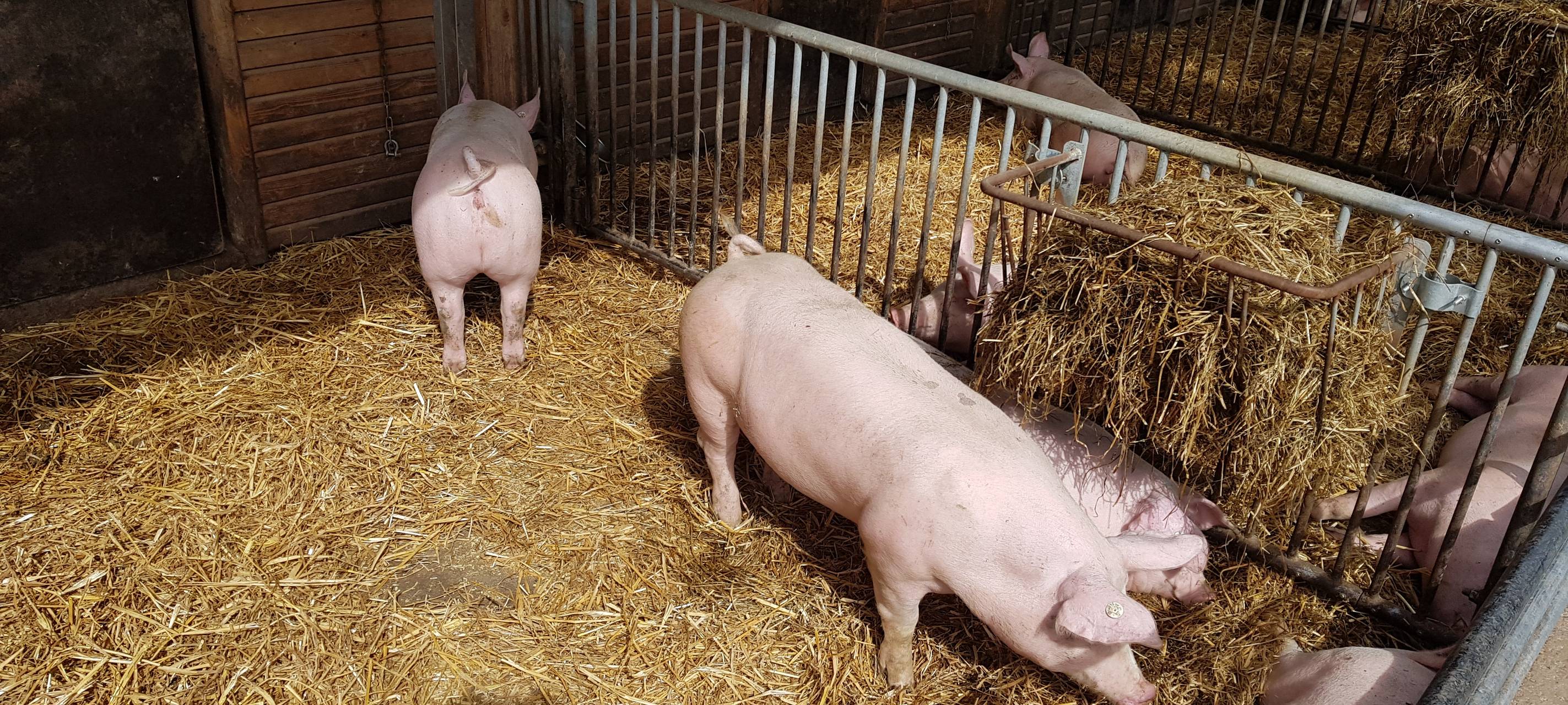 Glückliche Schweine auf dem Dortmunder Schultenhof.