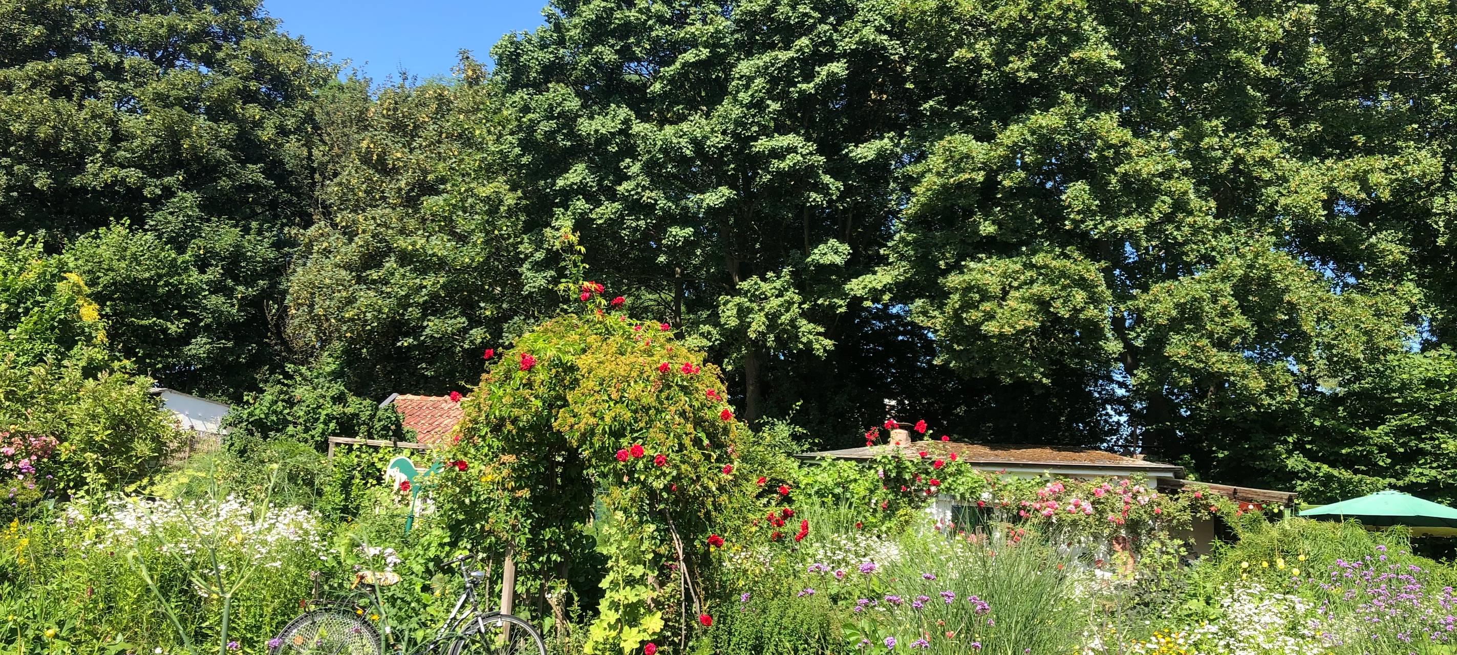 Schrebergarten 06 in Hörde