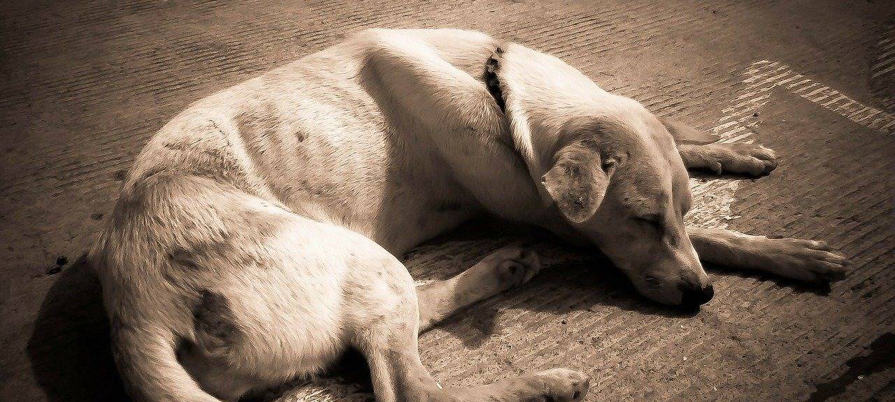 Hund auf dem Boden (Symbolbild)