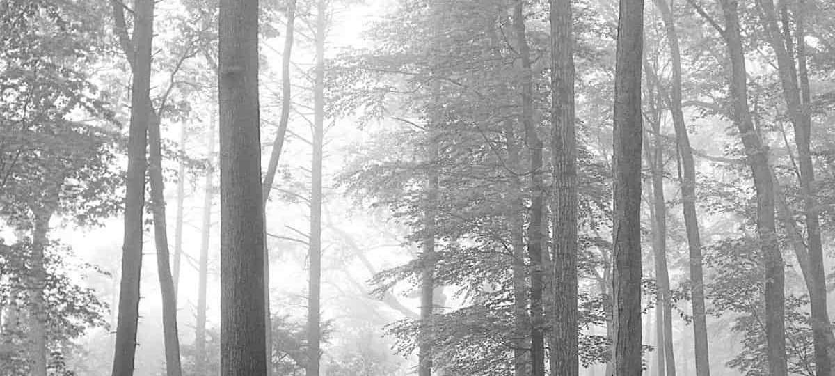 Albumcover "Folklore" von Taylor Swift.