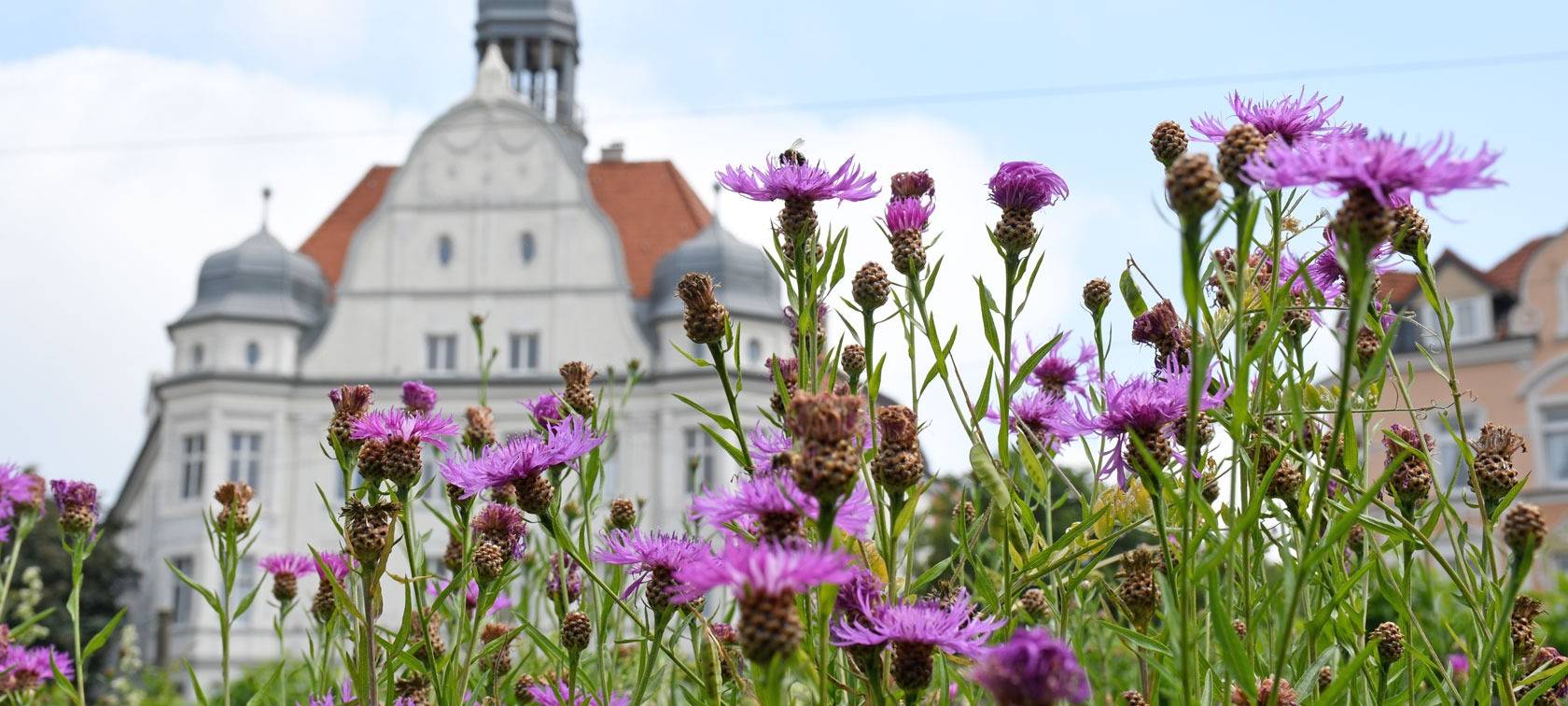 Blumenwiese auf dem Borsigplatz