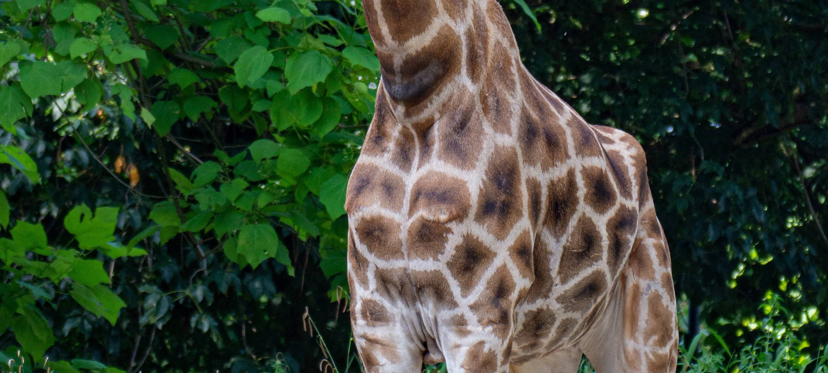 Giraffe Gambela musste im Zoo Dortmund eingeschläfert werden