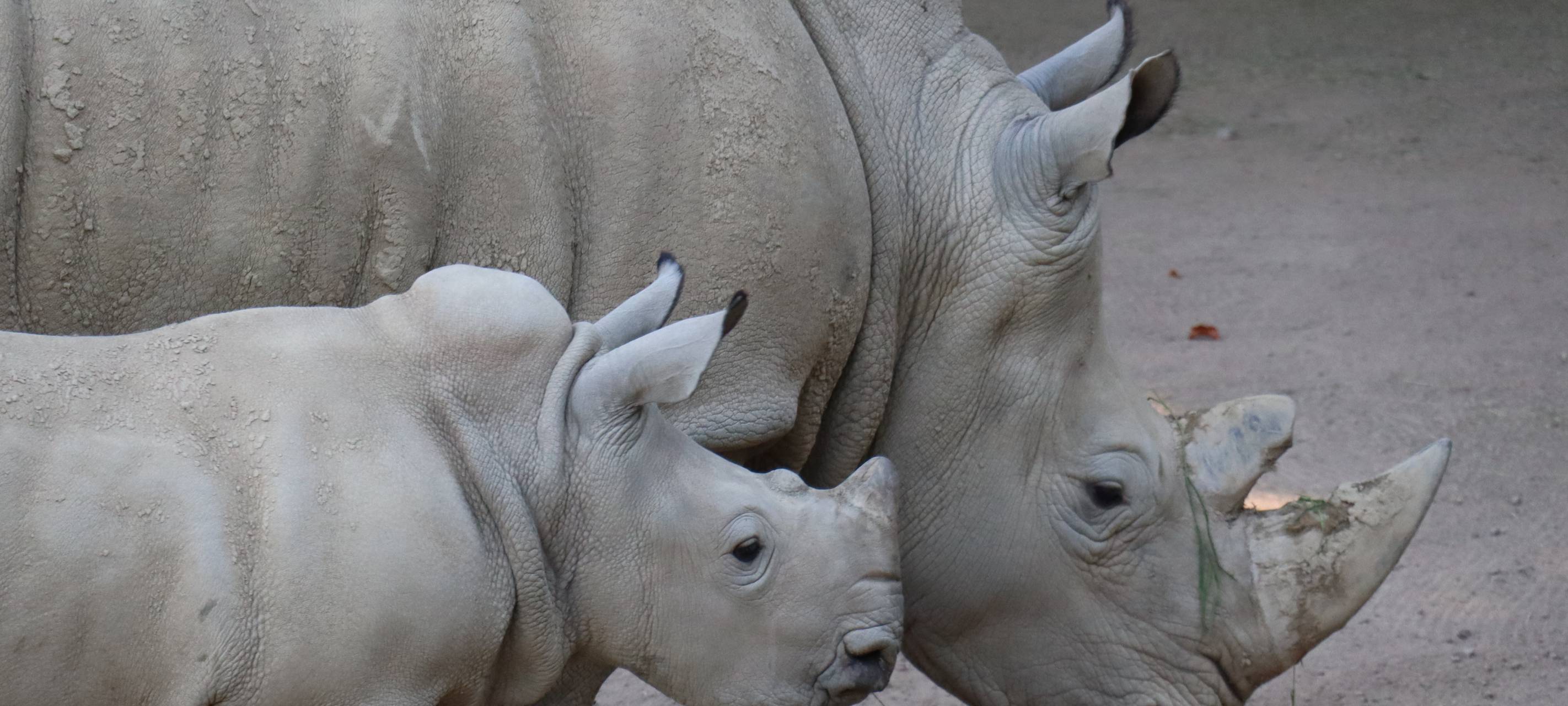 Nashorn-Baby Willi mit seiner Mutter im Dortmunder Zoo.